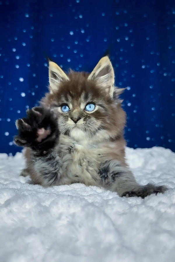 Set | maine coon kitten