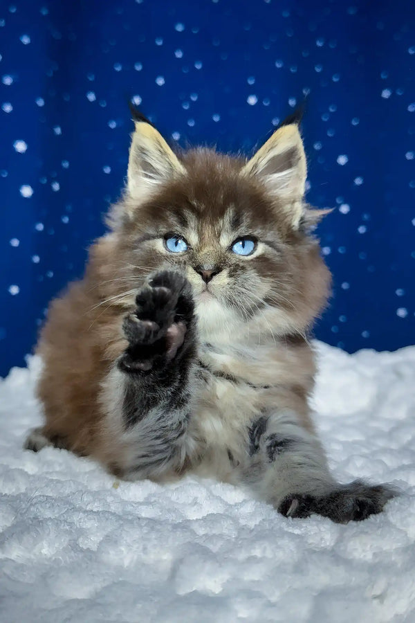 Set | maine coon kitten