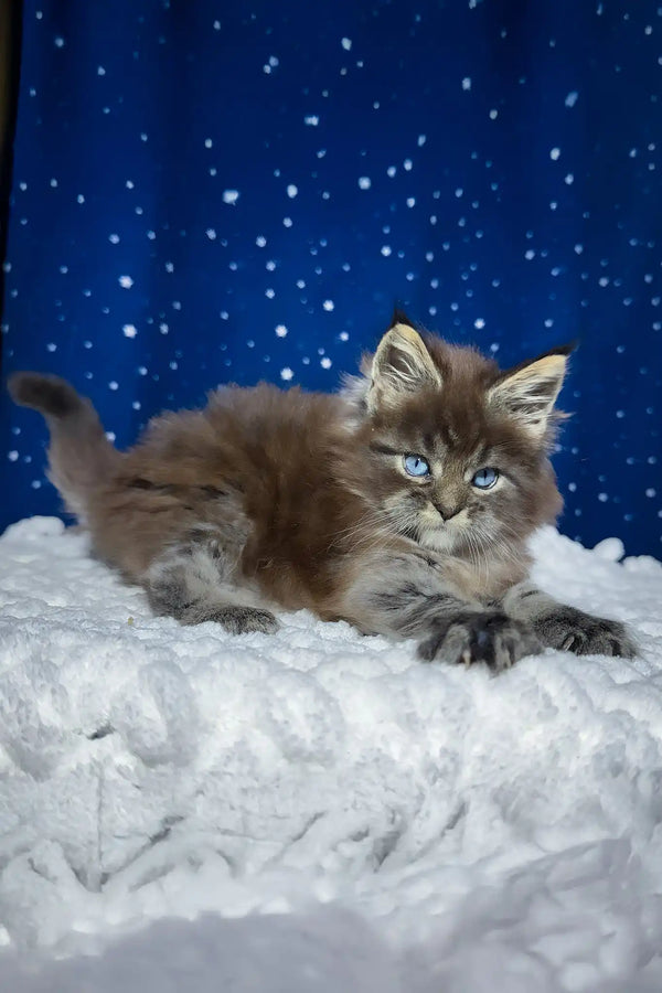 Set | maine coon kitten