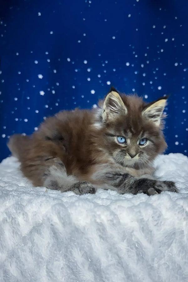 Set | maine coon kitten