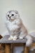 Fluffy Scottish Fold kitten with silver-grey fur lounging on a cat tree