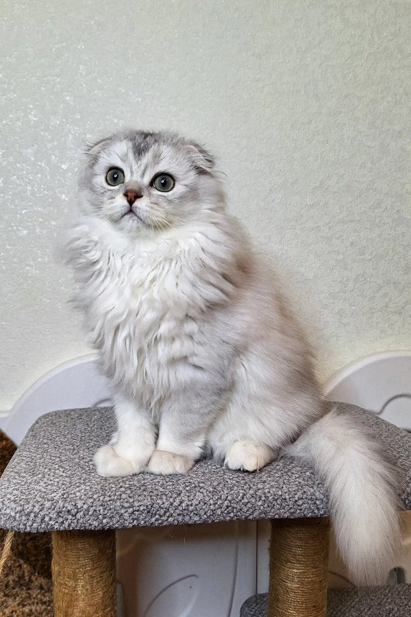 Fluffy white Scottish Fold kitten with silvery-gray markings looks regal in Seva