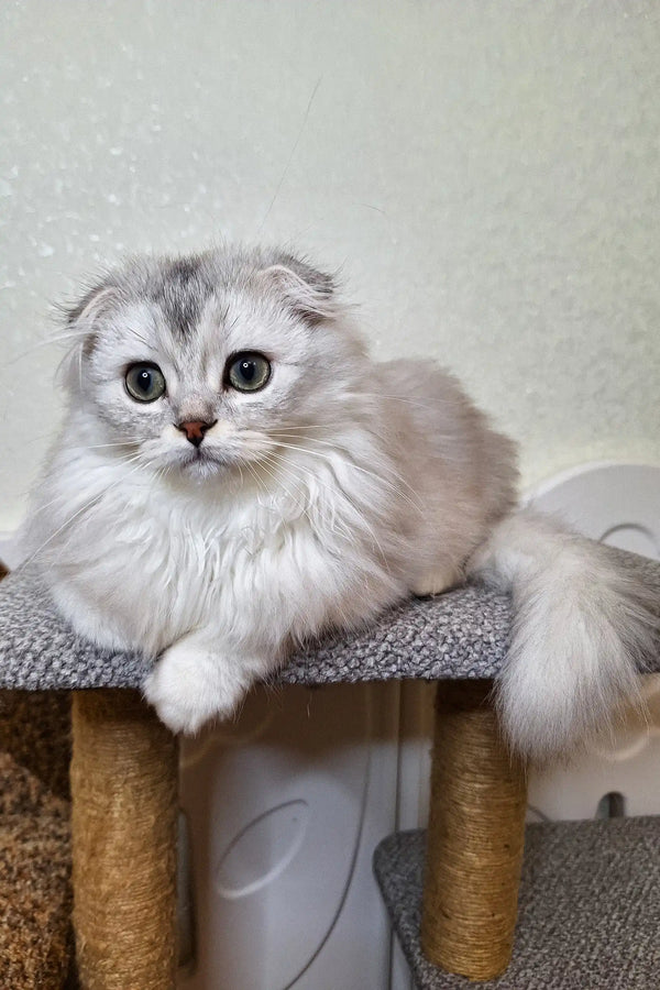 White Scottish Fold cat with fluffy fur relaxing on a cozy cat tree