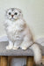 Adorable White and Grey Scottish Fold Kitten with fluffy fur and round eyes