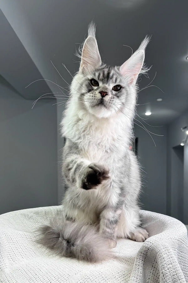 Shadow | maine coon kitten