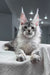 Shadow | maine coon kitten