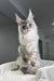 Shadow | maine coon kitten