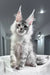 Shadow | maine coon kitten