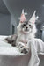Shadow | maine coon kitten
