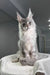 Shadow | maine coon kitten