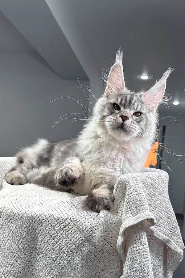 Shadow | maine coon kitten