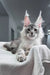 Shadow | maine coon kitten