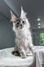 Shadow | maine coon kitten