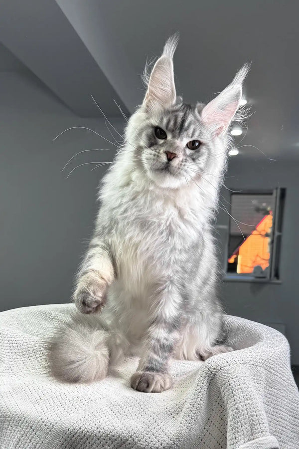 Shadow | maine coon kitten