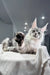 Shadow | maine coon kitten
