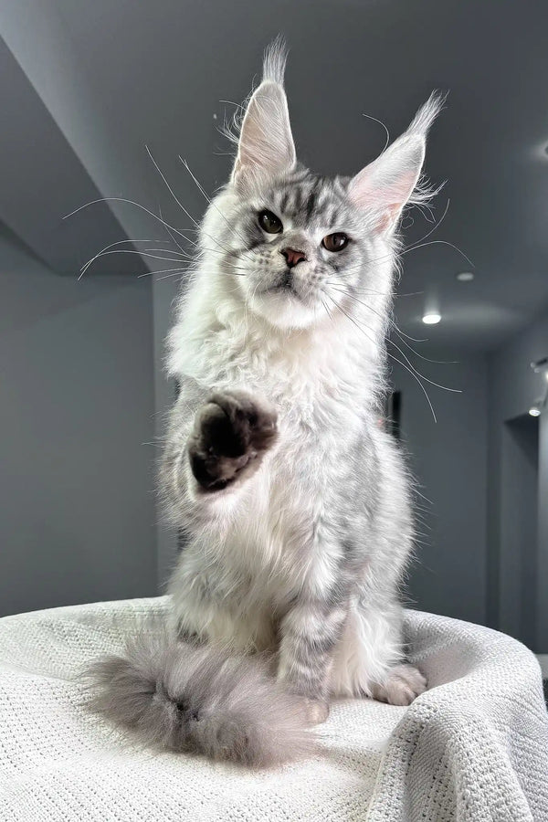 Shadow | maine coon kitten