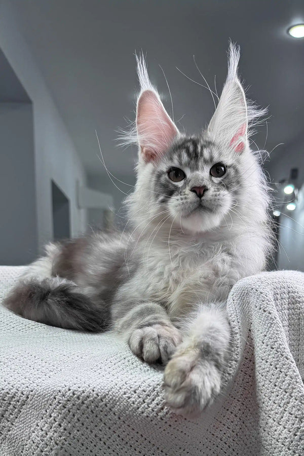 Shadow | maine coon kitten