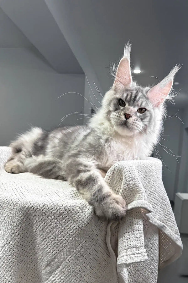 Shadow | maine coon kitten