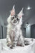 Shadow | maine coon kitten