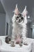 Shadow | maine coon kitten