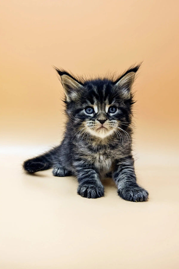 Fluffy gray and white Maine Coon kitten with ear tufts from Shain Maine Coon Kitten