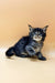 Fluffy Maine Coon kitten with blue eyes and tabby markings from Shain collection