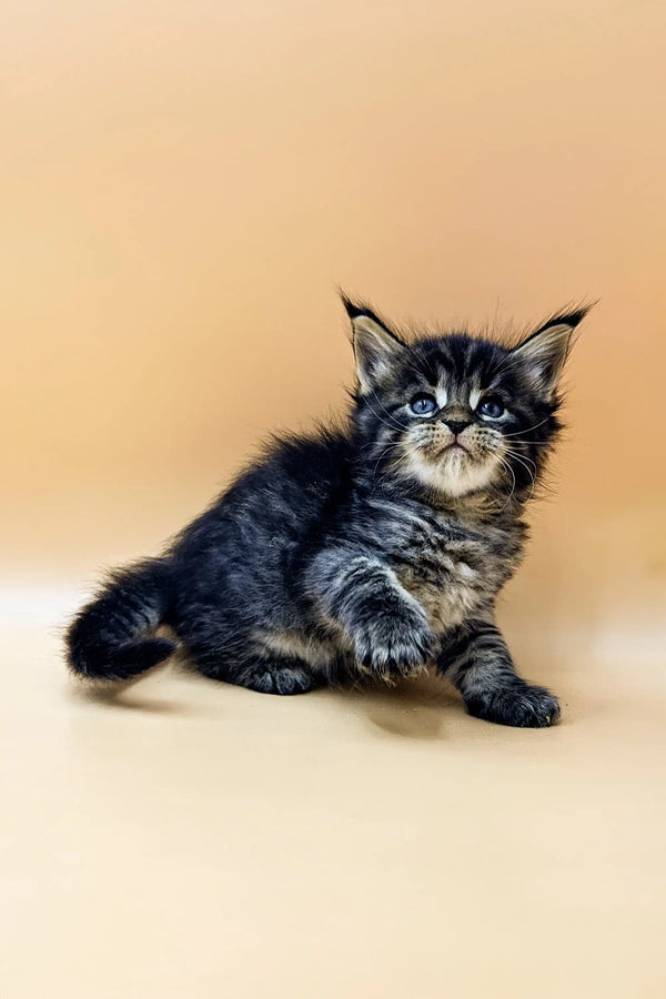 Fluffy Maine Coon kitten with blue eyes and tabby markings from Shain collection