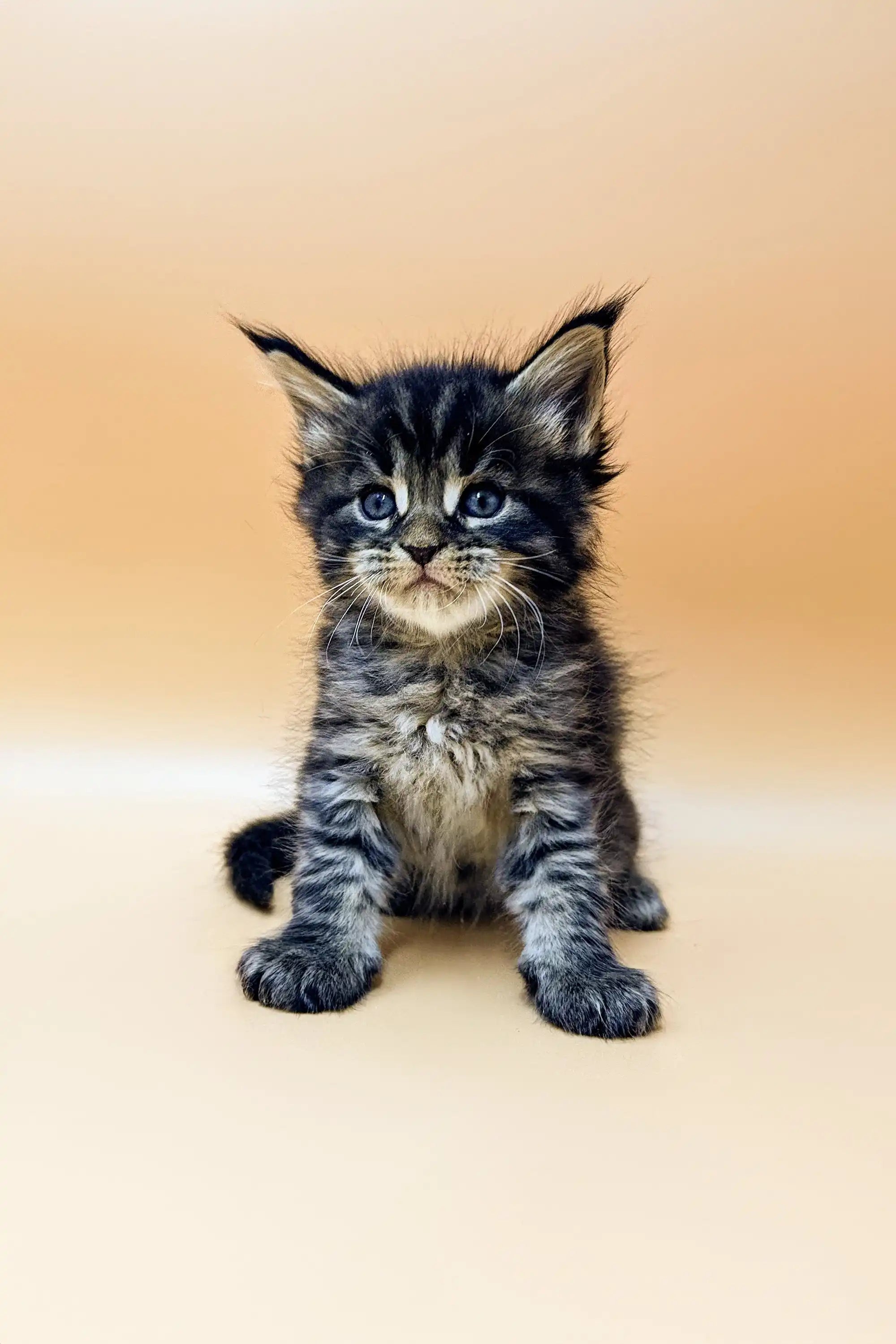 Find your Sweet Maine Coon Kitten, Shain! – Purebred Kitties