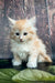 Fluffy cream-colored Maine Coon kitten with striking blue eyes for Shaman product