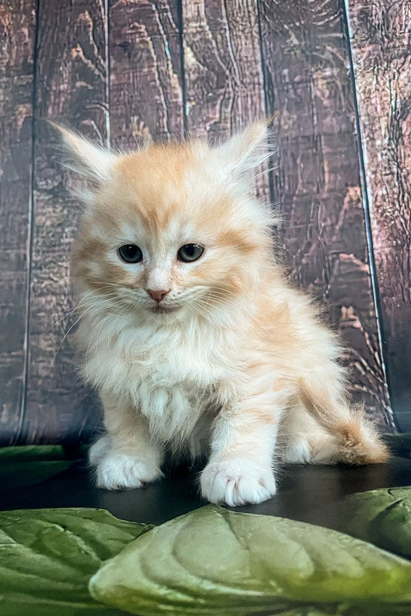 Fluffy cream-colored Maine Coon kitten with striking blue eyes for Shaman product