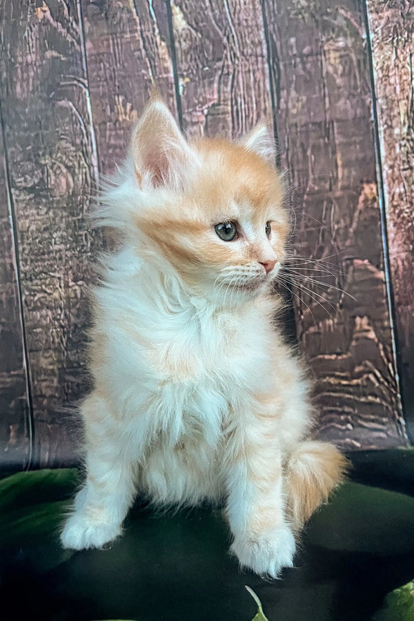 Fluffy white and orange Maine Coon kitten with bright eyes, perfect for any cat lover