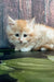 Fluffy cream-colored Maine Coon kitten with bright blue eyes, perfect for pet lovers