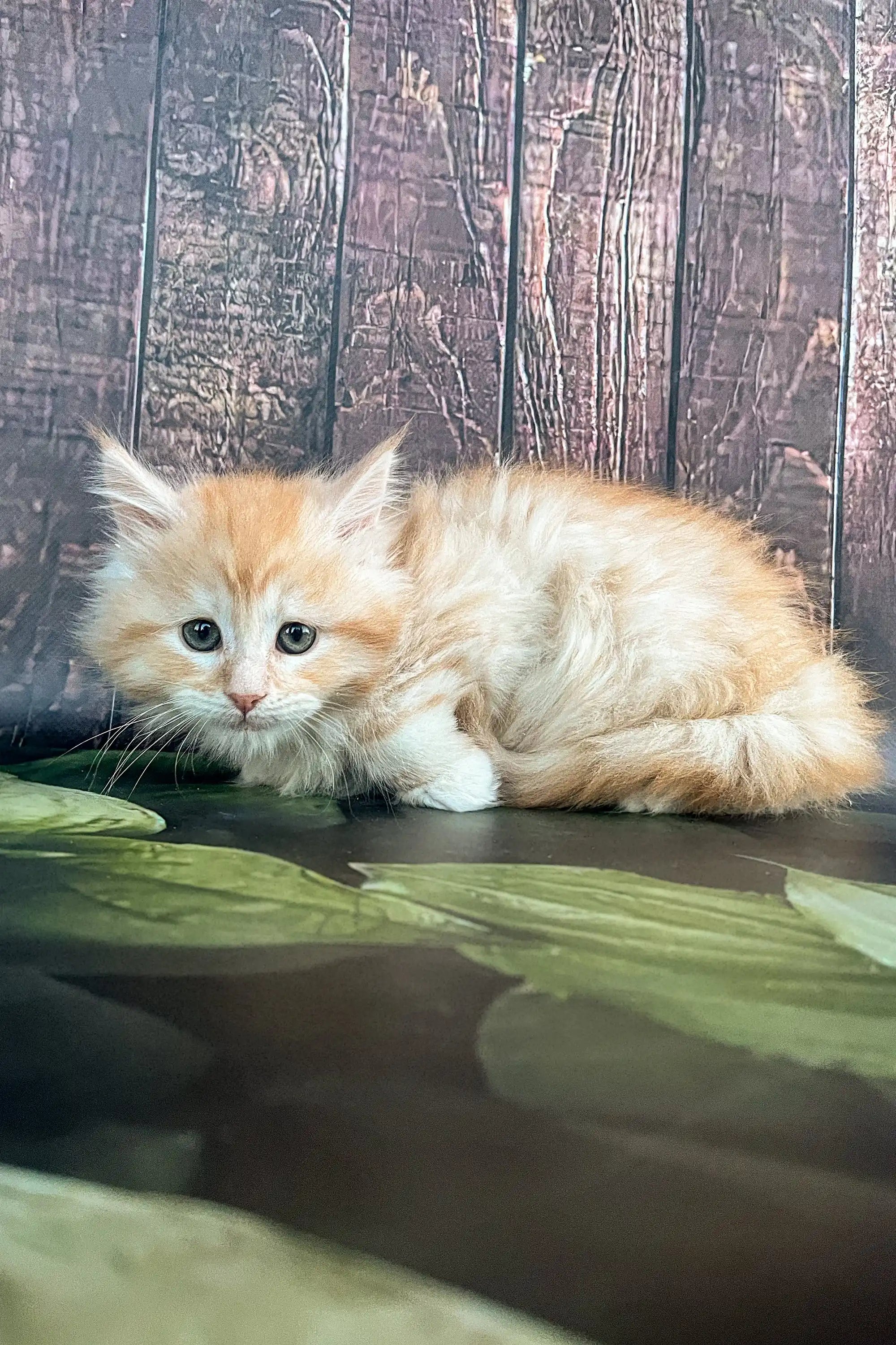Maine Coon Kittens for Sale Shaman | Kitten