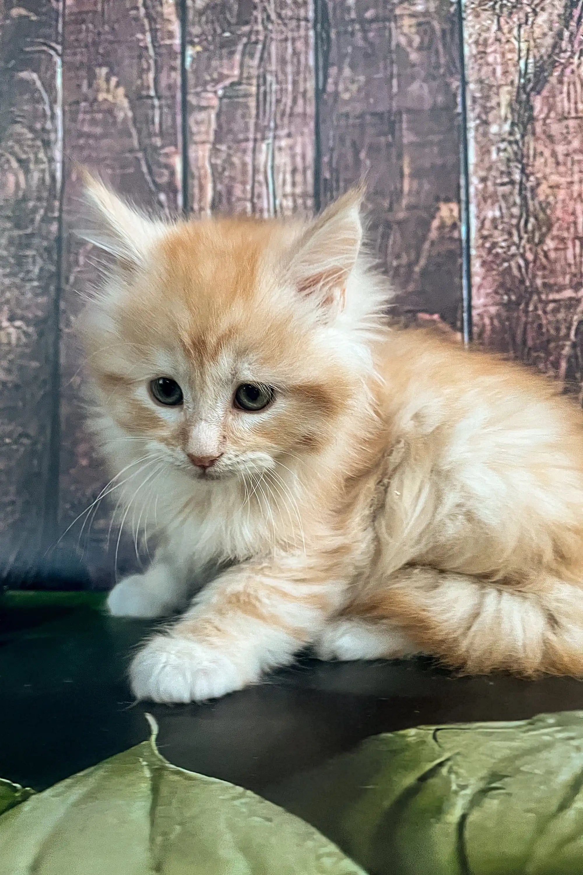 Maine Coon Kittens for Sale Shaman | Kitten