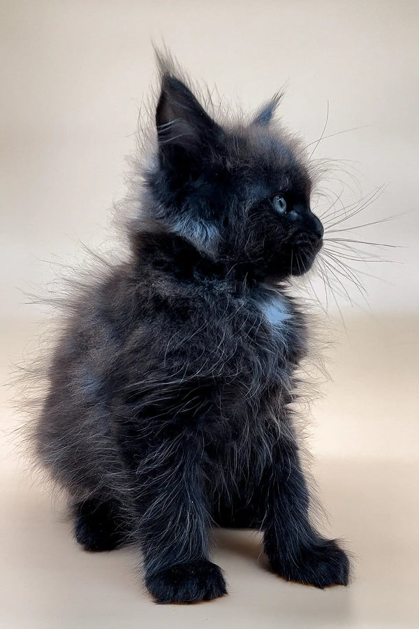 Fluffy black Maine Coon kitten with bright eyes and tufted ears looking adorable