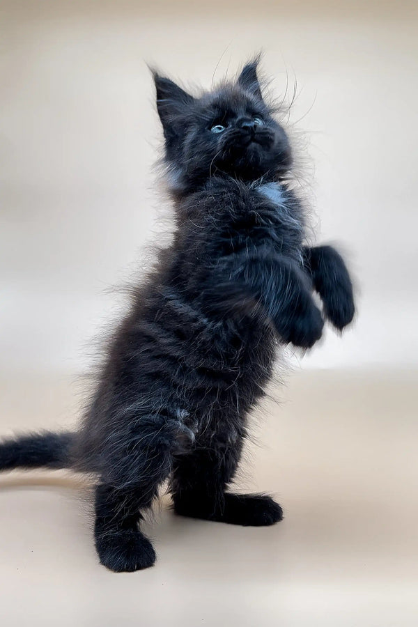 Fluffy black Maine Coon kitten standing on hind legs, ready for playtime