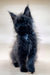 Fluffy black Maine Coon kitten with pointed ears and a long coat, perfect for cuddles