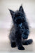 Fluffy black Maine Coon kitten with bright blue eyes sitting cute and upright