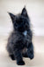 Fluffy black Maine Coon kitten with bright eyes and tufted ears ready for fun