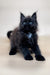 Fluffy black Maine Coon kitten with bright blue eyes, perfect for your next furry friend