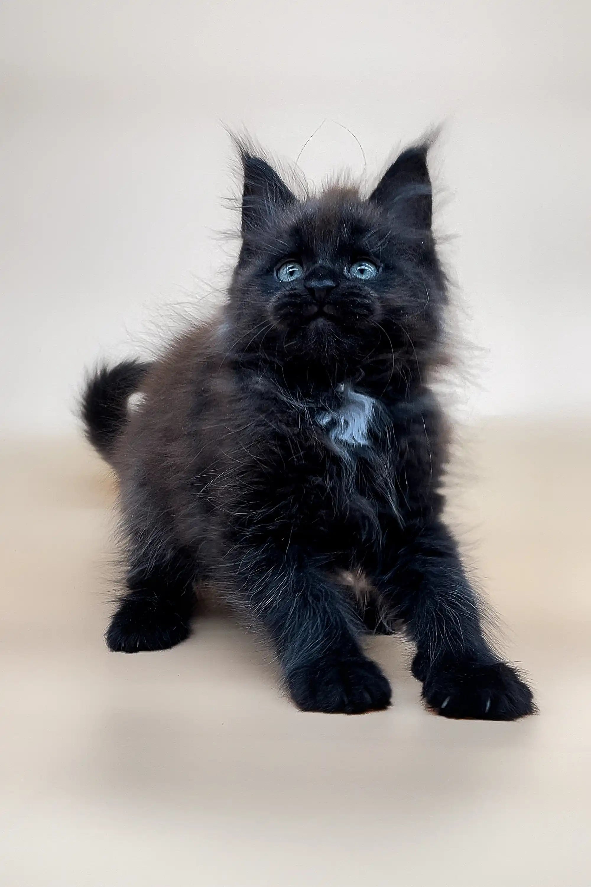 Maine Coon Kittens for Sale Shamil | Kitten