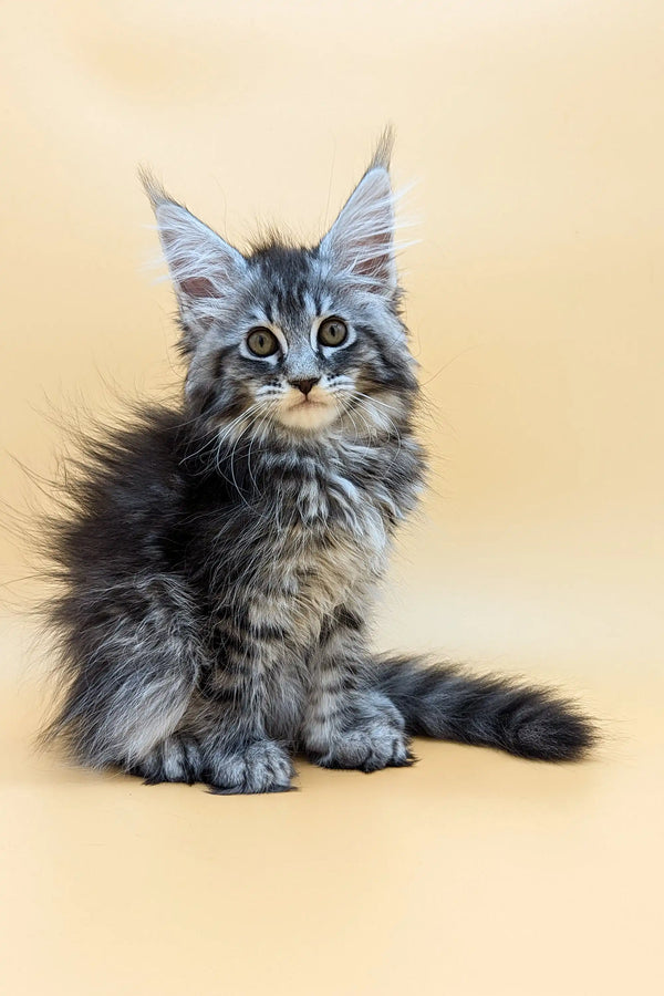 Fluffy gray Maine Coon kitten with ear tufts and green eyes in Shansy’s collection