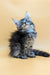 Fluffy gray Maine Coon kitten sitting upright and gazing upwards with curiosity