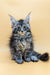 Fluffy gray tabby Maine Coon kitten with big ears and bright eyes, perfect for snuggles