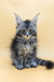 Fluffy gray tabby Maine Coon kitten with big ears and bright golden eyes