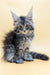 Fluffy gray tabby Maine Coon kitten with big ears and bright eyes, perfect companion