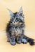 Fluffy Maine Coon kitten with striking eyes and ear tufts for Shansy Maine Coon Kitten