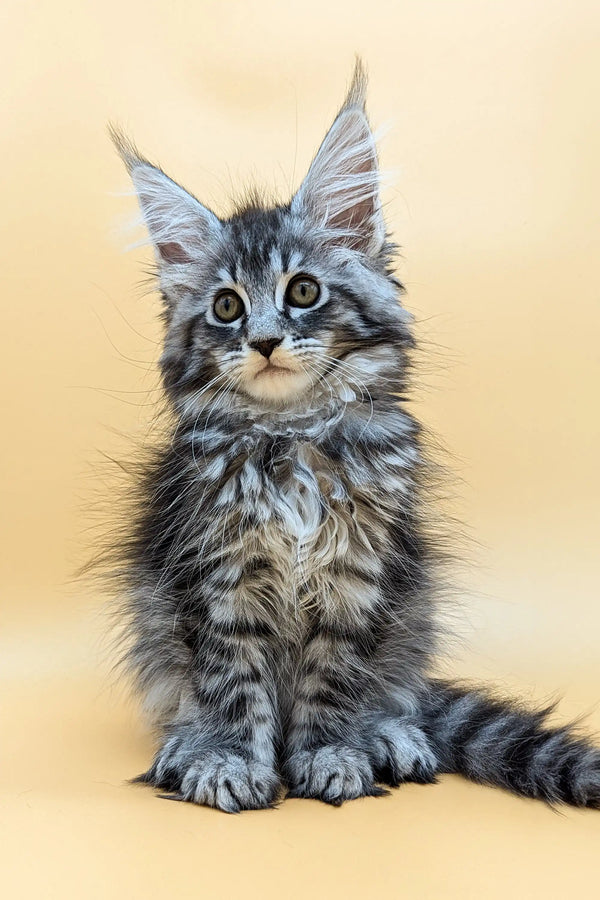 Fluffy Maine Coon kitten with gray and white fur and cute ear tufts by Shansy