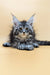 Adorable Maine Coon kitten with fluffy fur and cute ear tufts from Shansy