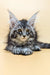 Adorable Maine Coon kitten with fluffy fur and cute ear tufts from Shansy